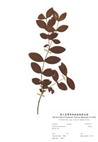 藏品(金絲桃)的圖片